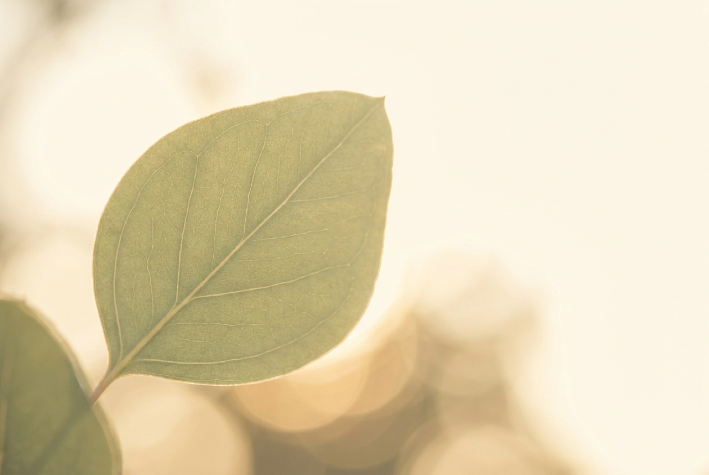 Morning light through a soft sage green leaf